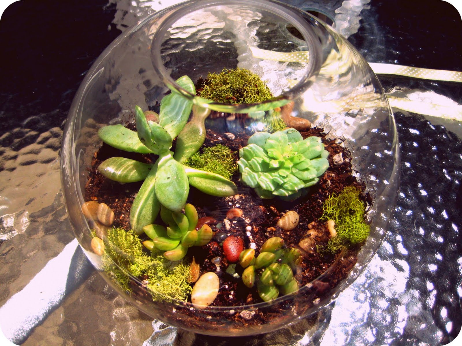 Give me all the flowers. Build Your Own Terranium, Wait I Mean Terrarium