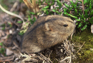Lemming | Animal Wildlife