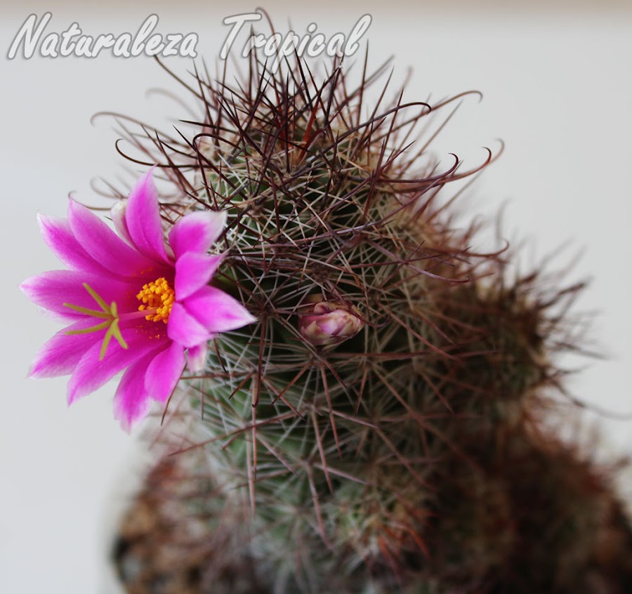 Flor púrpura de una variedad de Mammillaria mazatlanensis