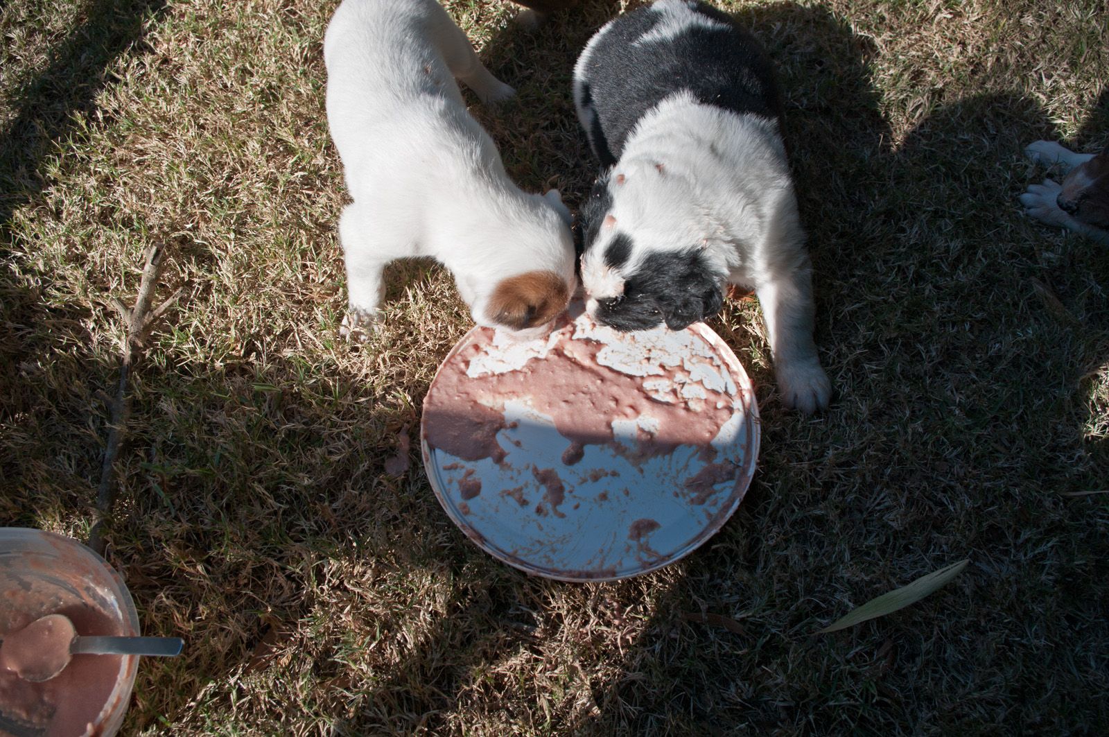 LebensArt Uruguay Ein Hund darf keine Schokolade fressen!