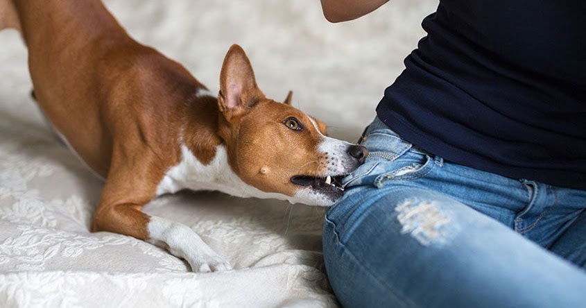 dog bite home remedies treatment