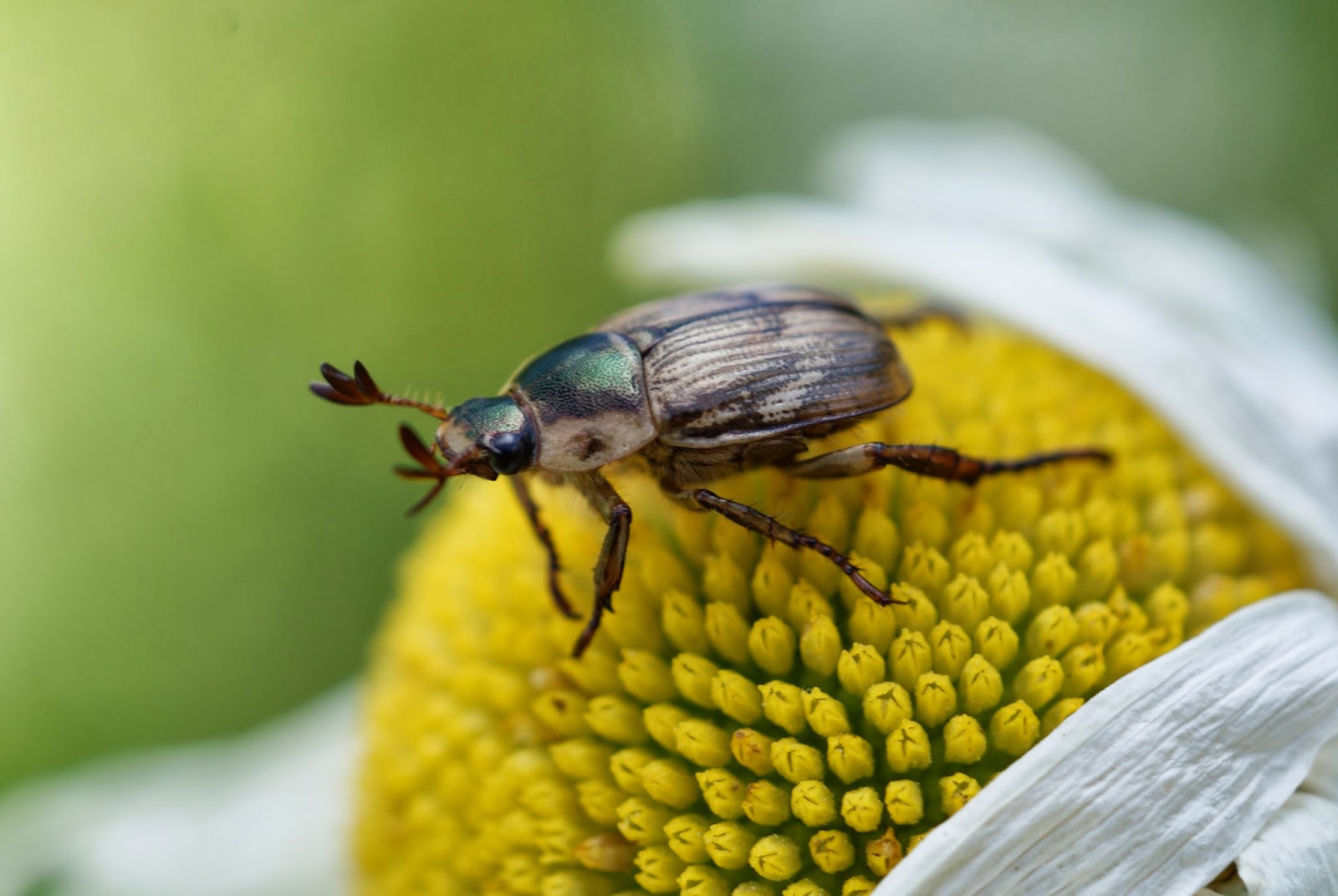 Current Events On The Asian Beetle In Maine 89