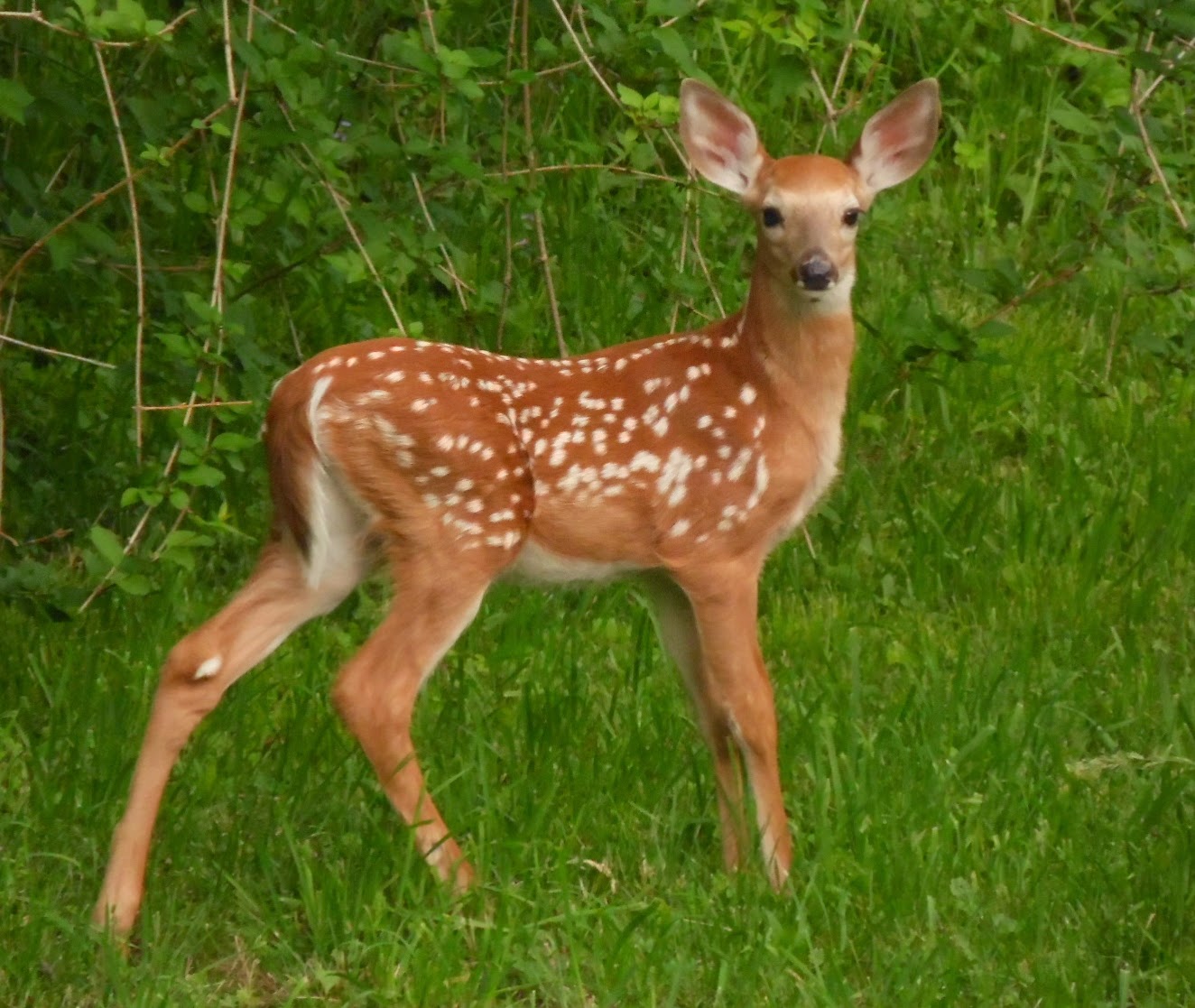 HAPPY ACRES: August 2014