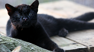siyah Geoffroy kedisi