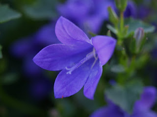 Campanula isophilla