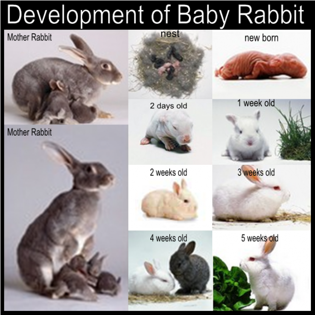 Baby Bunny Development Stages