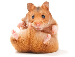 Most Popular Best Pets In The World - Hamsters