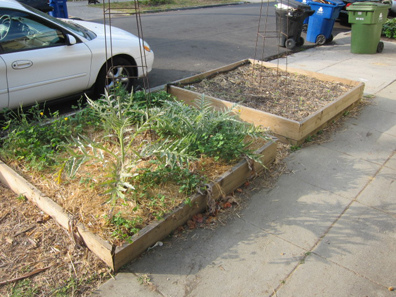 Himalayan Flower Nursery Yellow Broom Plant And Flower