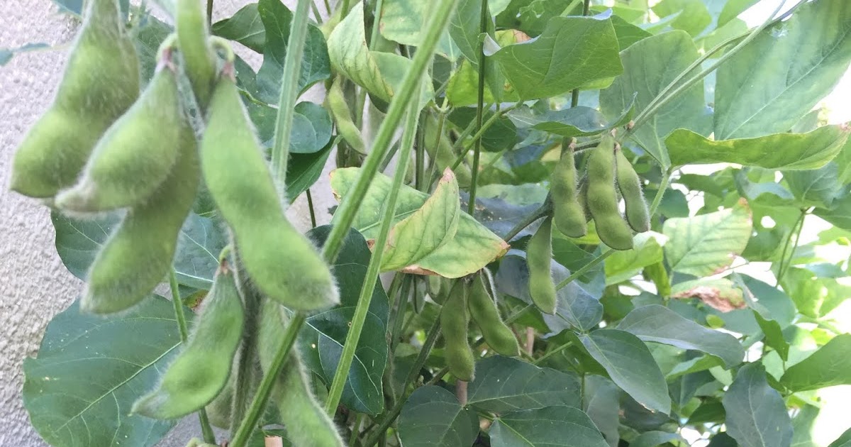 Okinawa Gardener Soybean (Edamame)