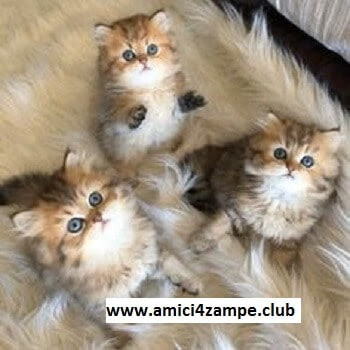 https://www.amici4zampe.club/2020/03/il-gatto-persiano_6.html