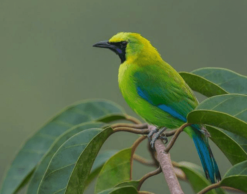 Harga Burung Cucak Ijo Terbaru Hari Ini Oktober 2019 Masmalik Animal