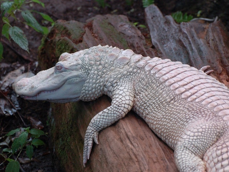 Amazing Things : Rarest of Rare Awesome Things Found on Earth