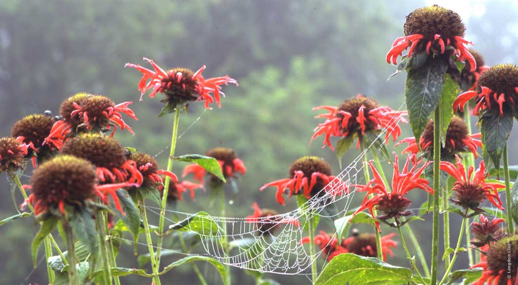 ARAÑAZOS EN EL CIELO: Contra la dictadura del césped