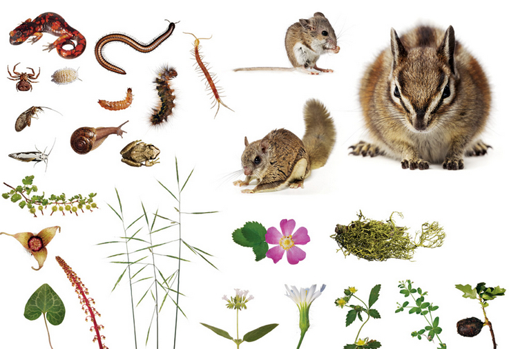 луг и его обитатели. обитатели лугов. экосистема луга. экосистема луга картинки. цветущий луг для дошкольников.