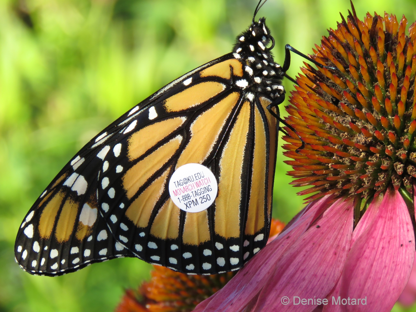 TAGGING MONARCH BUTTERFLIES