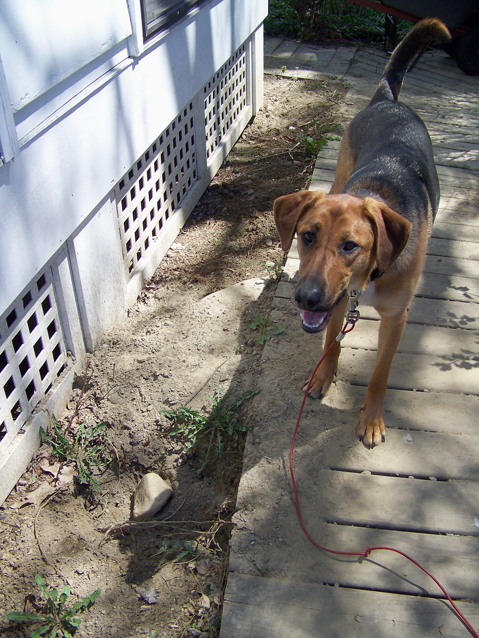Cumulus Dog Make Lousy Landscaper