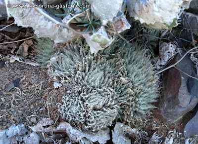 All You Wanted To Know About Haworthias Gasterias And Astrolobas Haworthia Cummingii