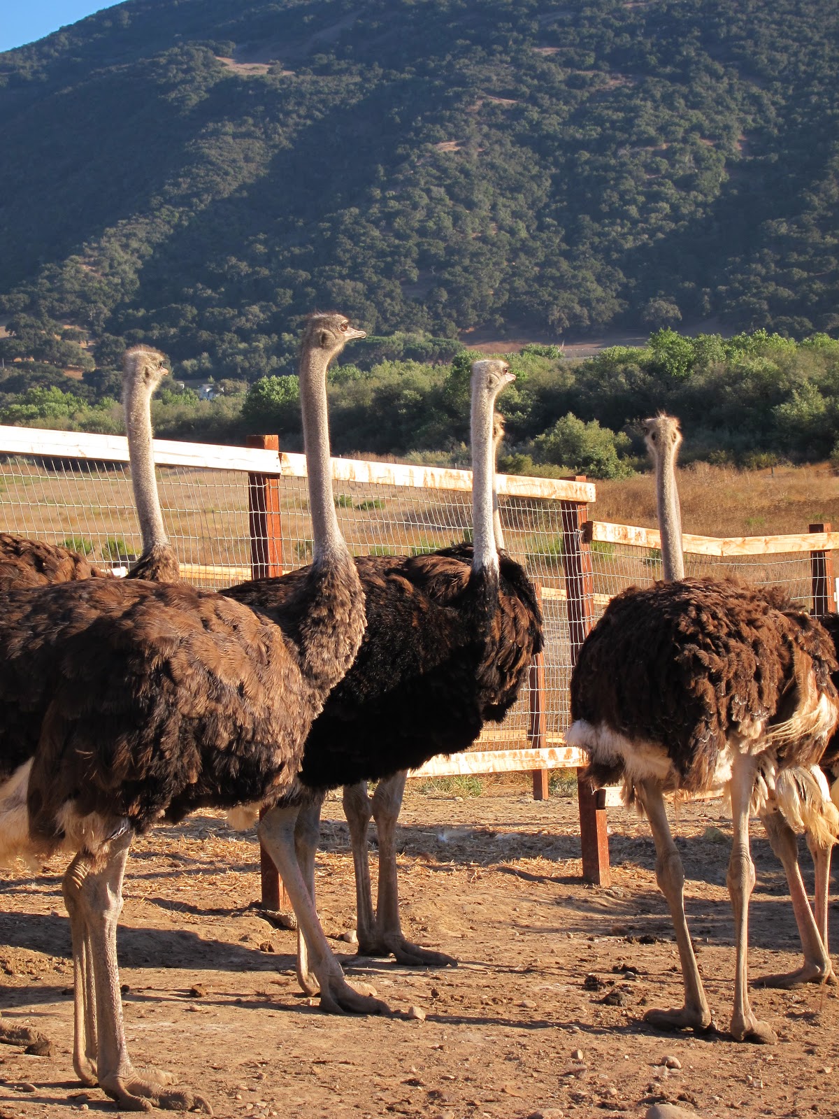 I'd Rather Be Eating: Ostrich Land - Solvang, CA