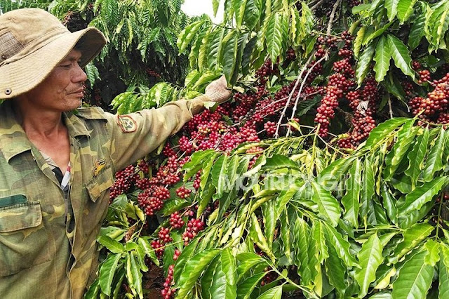 Gia Lai: Bức xúc khi vườn cà phê chín rộ chưa kịp hái đã bị đốn hạ