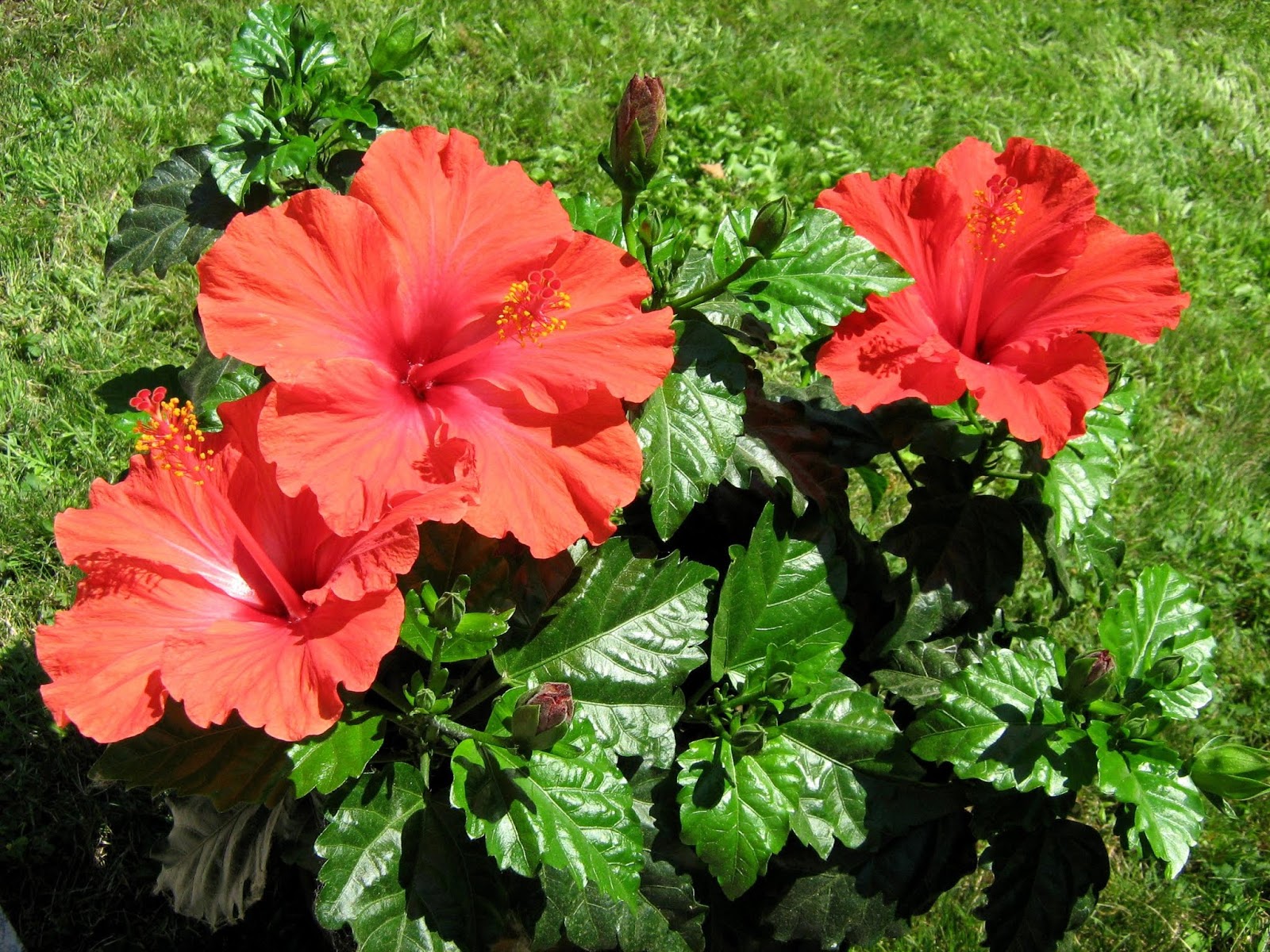 Hibiscus Tea For Weight Loss High Blood Pressure HEALTH IS WEALTH hibiscus-tea-for-weight-loss-high-blood-pressure-health-is-wealth