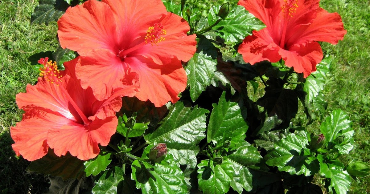 Hibiscus Tea for Weight Loss & High Blood Pressure HEALTH IS WEALTH