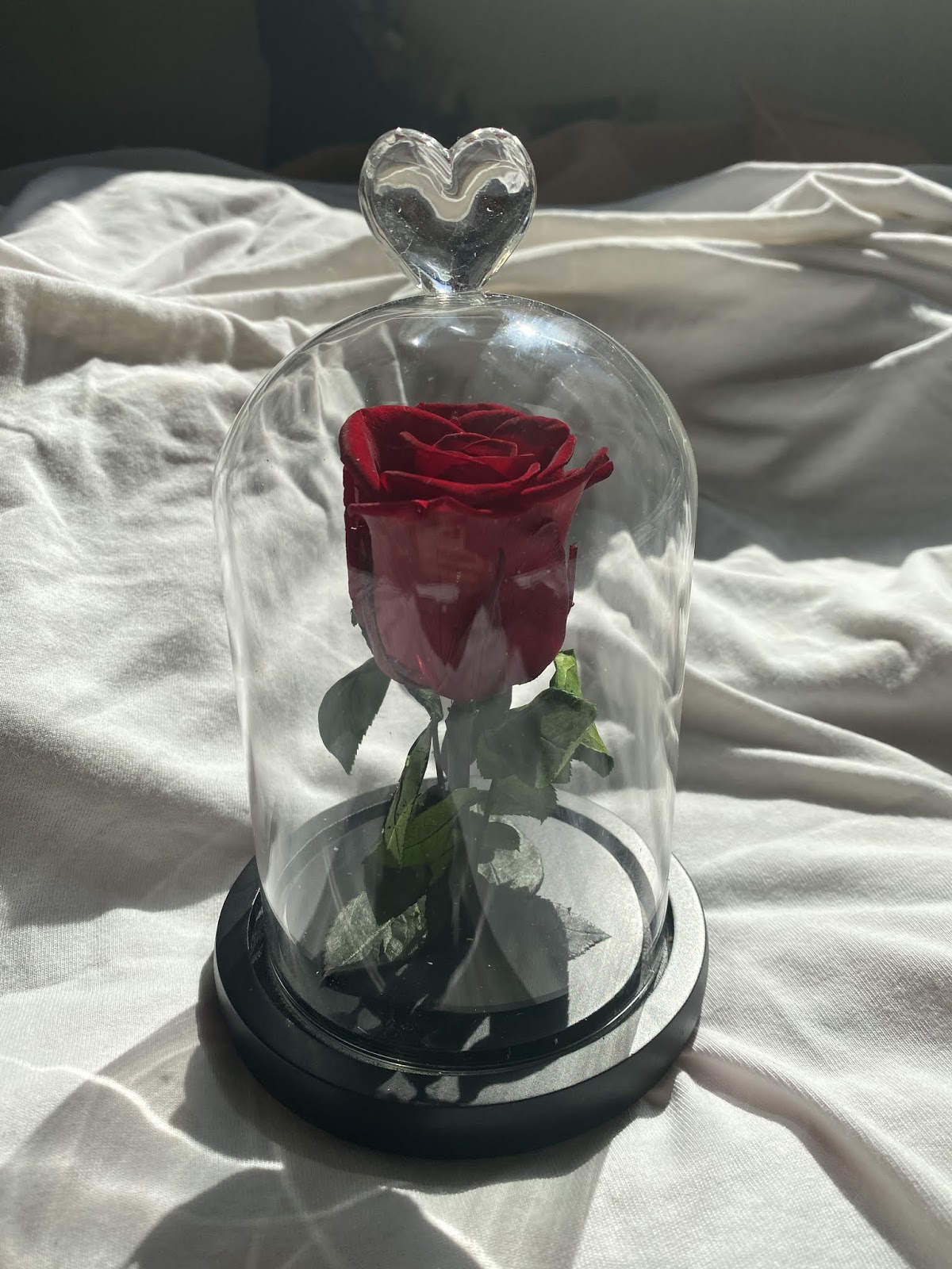 A la découverte Des Roses éternelles de la marque Roseéternelle