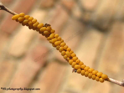 Yellow Insect Eggs