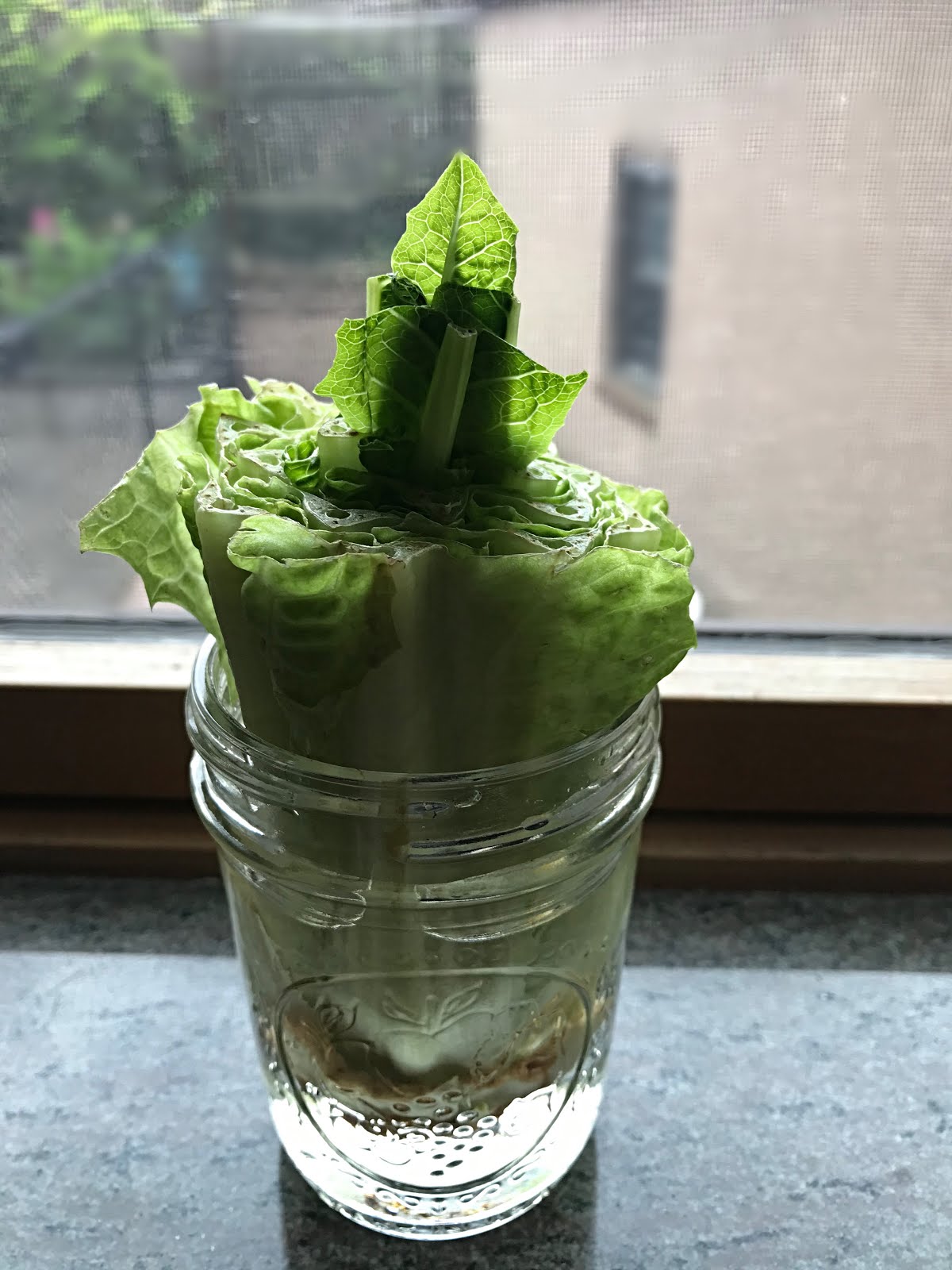 How to ReGrow Lettuce Julie's Creative Lifestyle