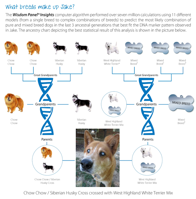 Jake the chow husky mix wisdom panel dna test results