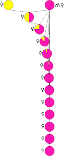 At the top are two circles. Yellow at left, with a female symbol beside it; pink at right, with a male & female symbol beside it. Immediately below them, halfway betwen, is another circle representing a hybrid of the above circles. This one is half yellow and half pink, to illustrate the genetic contribution from the parents in the top row. There is only a female symbol beside this circle. There are eleven further circles below. Each is placed horizontally halfway between the previous hybrid and the original pink circle. In each subsequent hybrid circle, the proportion of yellow (as a pie diagram slice) is reduced by half. All the subsequent hybrid circles only have the female symbol beside them. The very bottom circle is filled entirely in pink, representing a male-sterile version of the original [pink] variety.