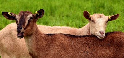 Goat breeds grown in Nepal [krishiloksewa Bakhra Palan]