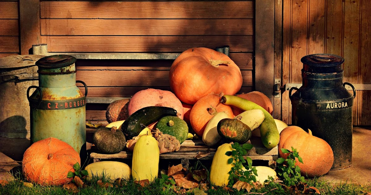 Are any pumpkins poisonous? Which pumpkins can you eat?