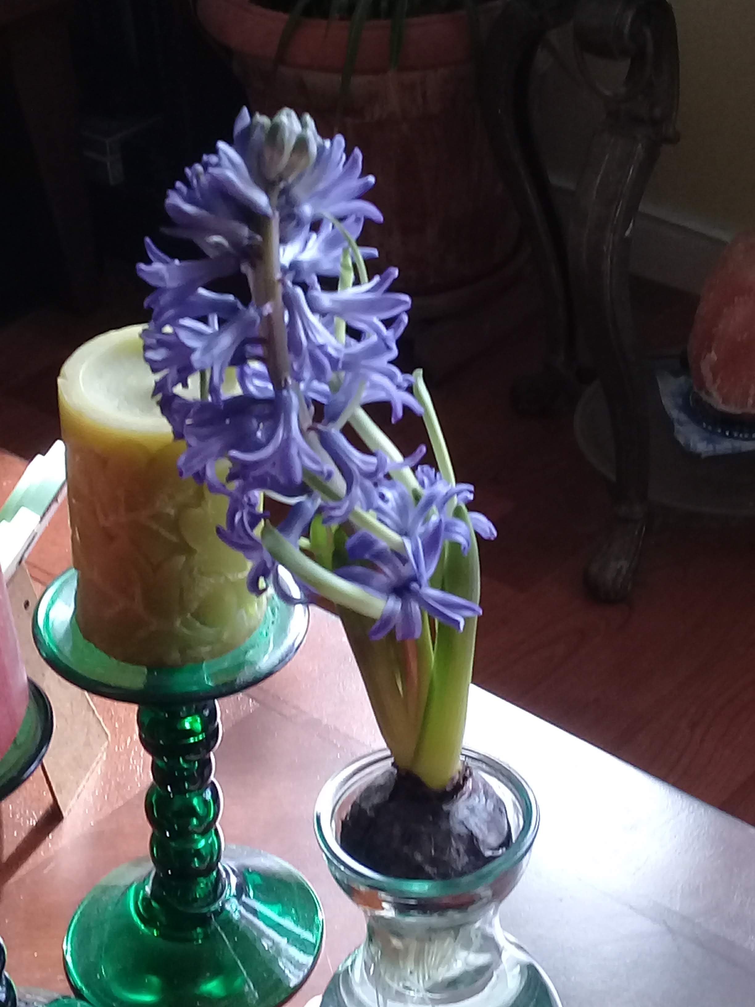 Our Hyacinth Smells So Good, What a Blessing!