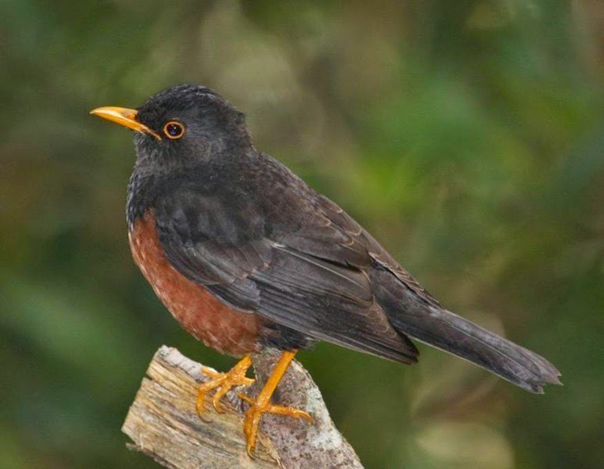Jenis Jenis Burung Anis Info Pendidikan Dan Biologi