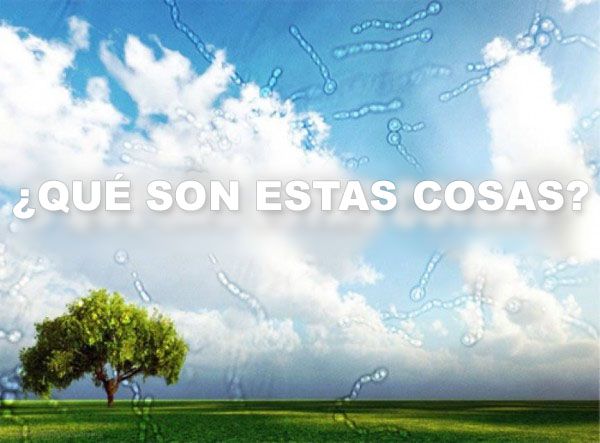 moscas volantes en ambos ojos