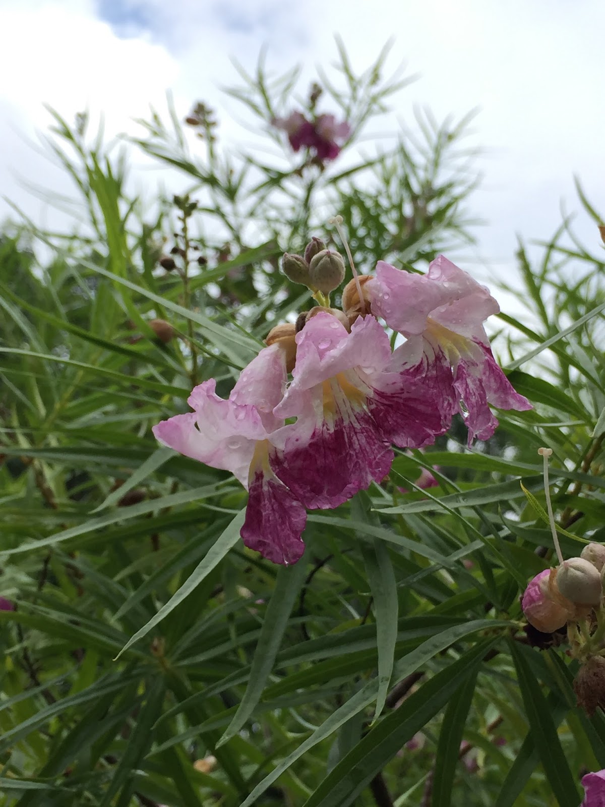 A Gardener In Progress Hydrangea Heaven