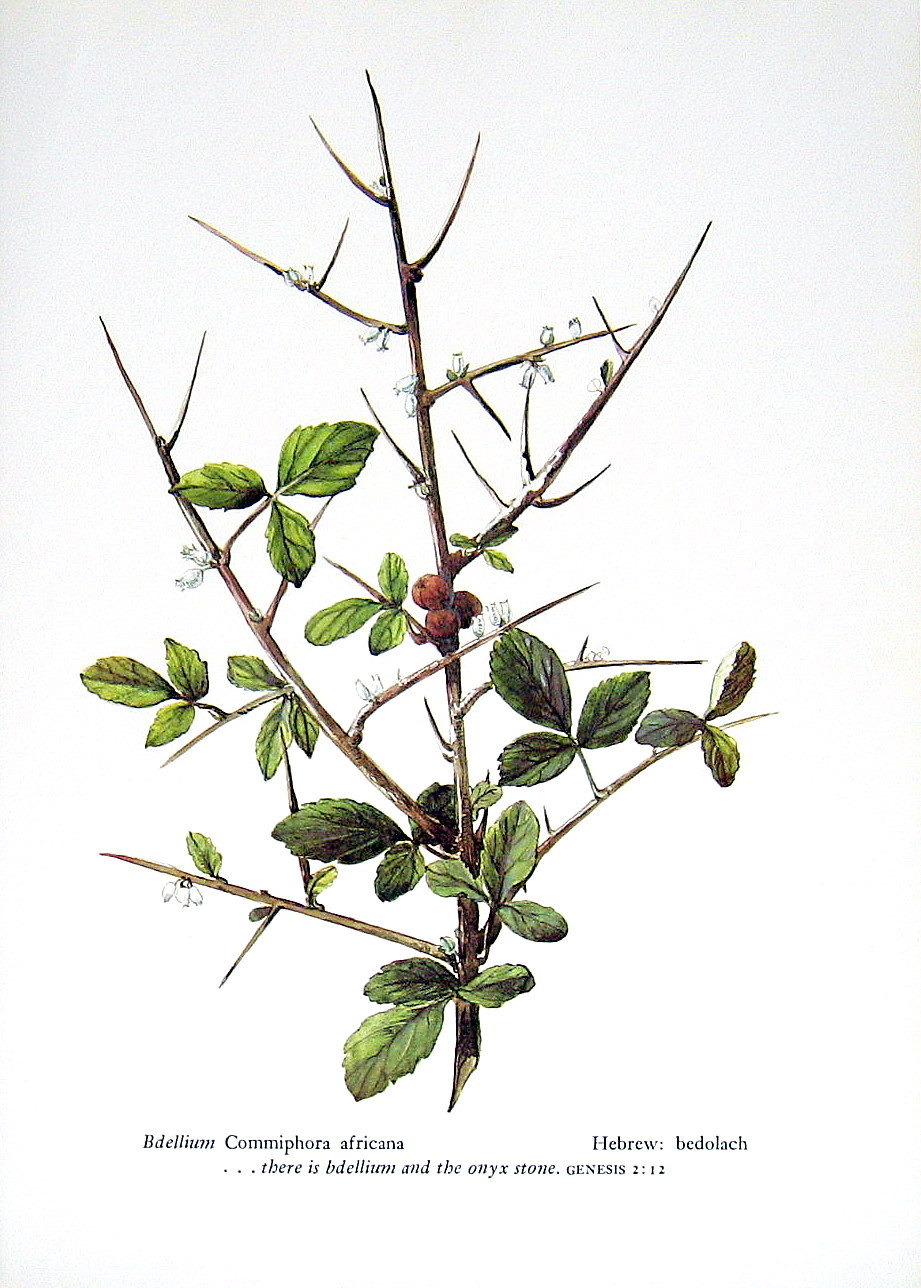 My Spiritual Journey On the Use of Bdellium