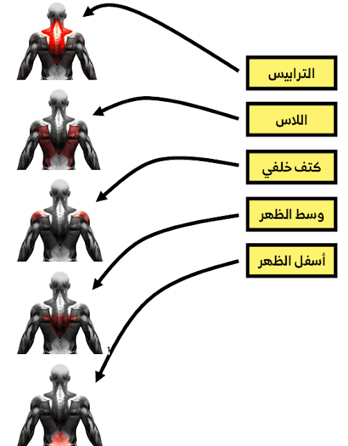 تمارين عضلات الظهر للمبتدئين