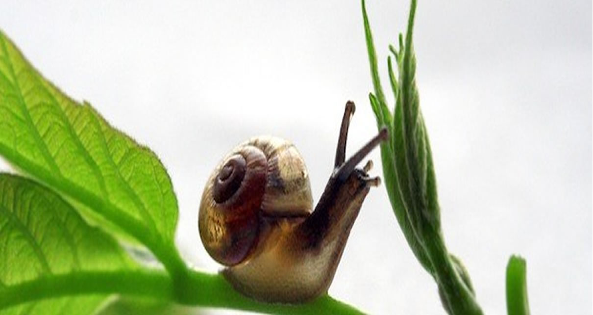 The different ways to feed Snail