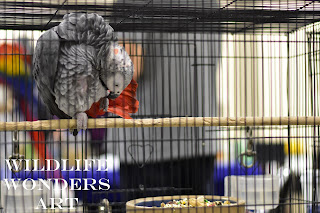 Teenage African Grey Parrot Teenage African Grey Parrot
