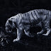 Are felines nocturnal?