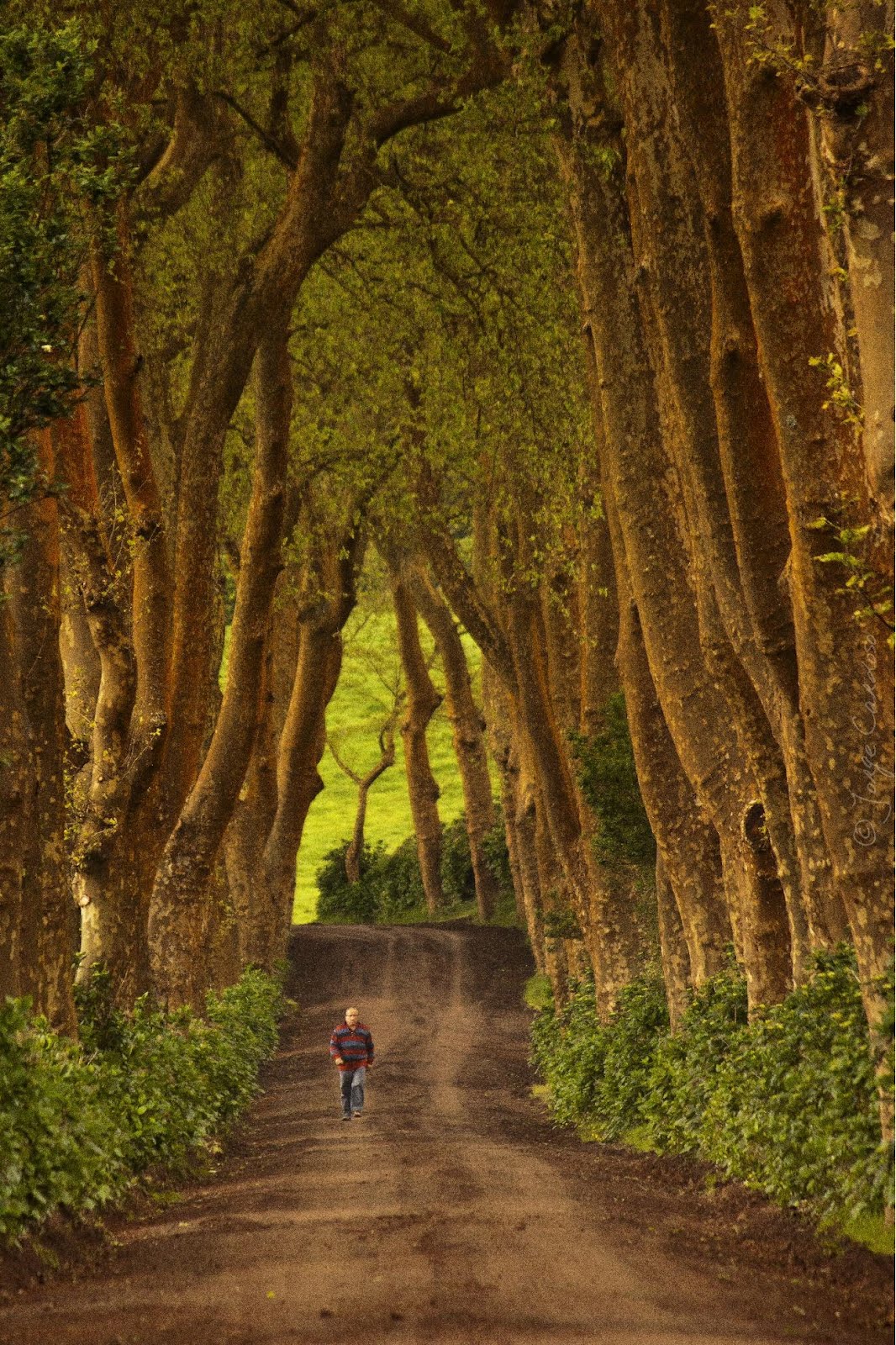 TERRA LIVRE Petição Alameda dos Plátanos da Povoação a património