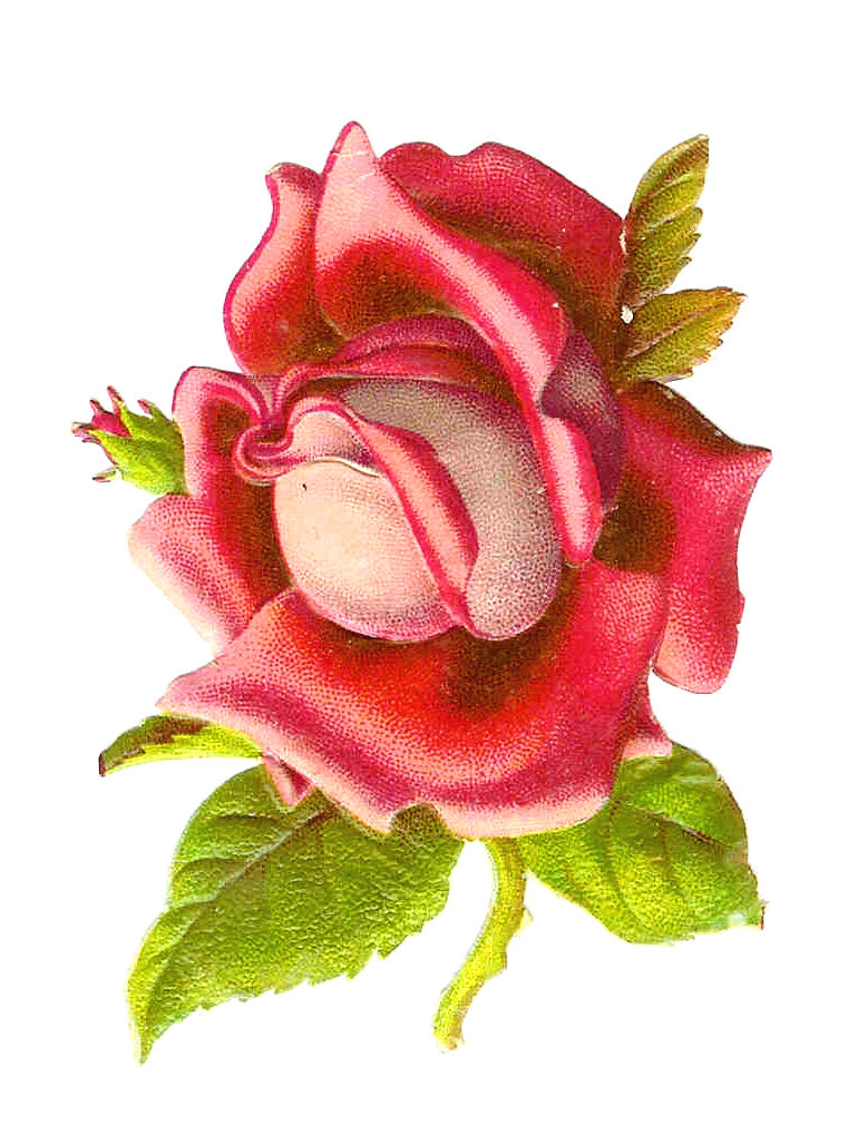 clipart pink rose flower - photo #36