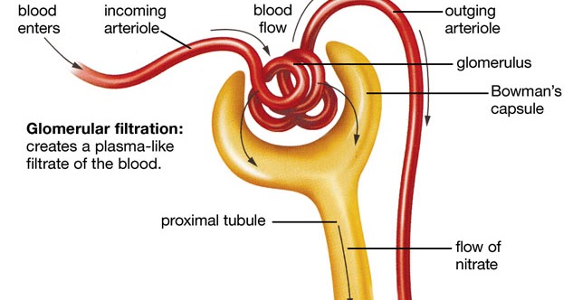 Tubular Function Of Kidney & Electrolyte Balance : Mcq Tubular Function Of Kidney & Electrolyte Balance : Mcq