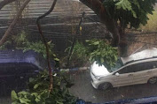 Puluhan Pohon di Surabaya Tumbang, Suami-Istri Tewas Tertimpa