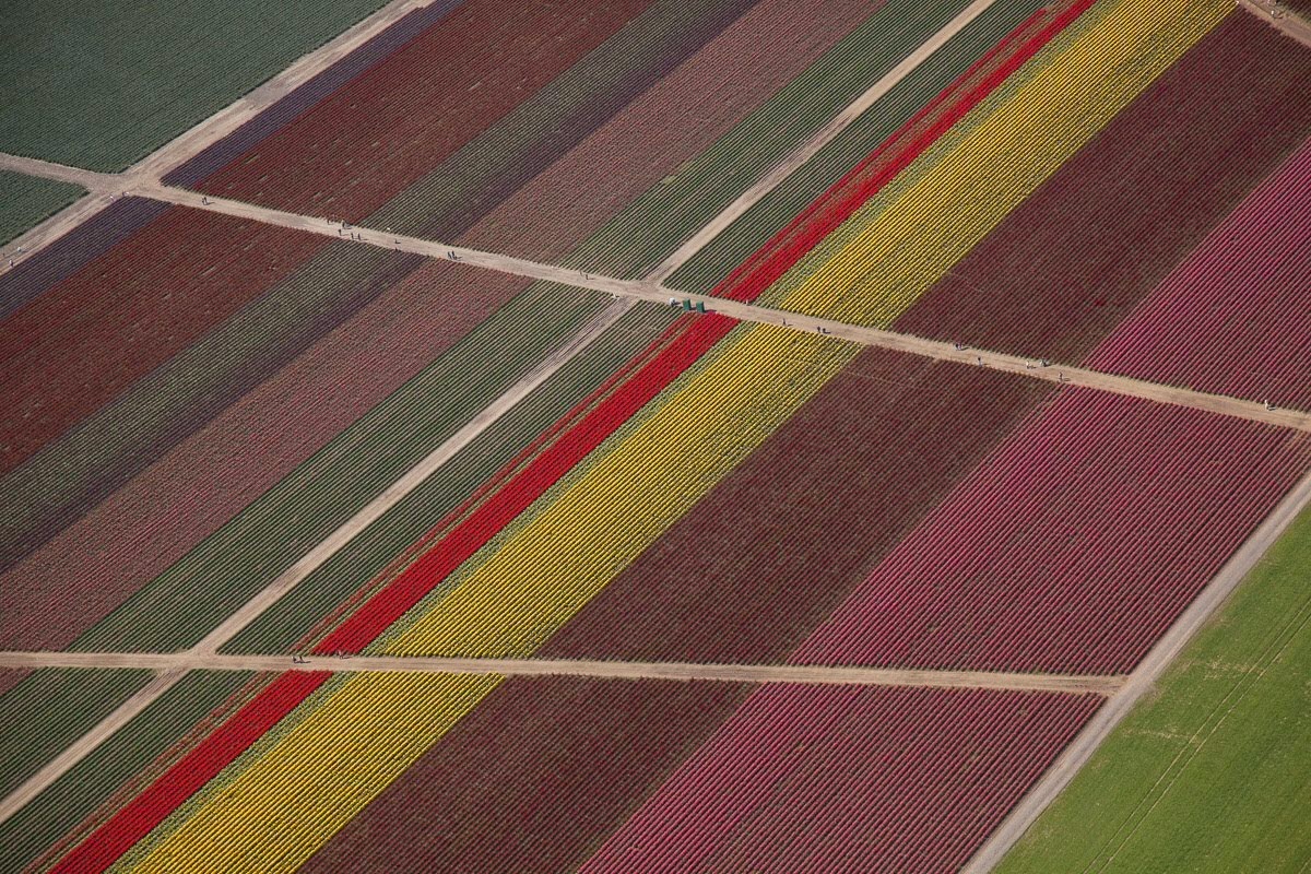 ✈️flying over tulip fields yesterday.