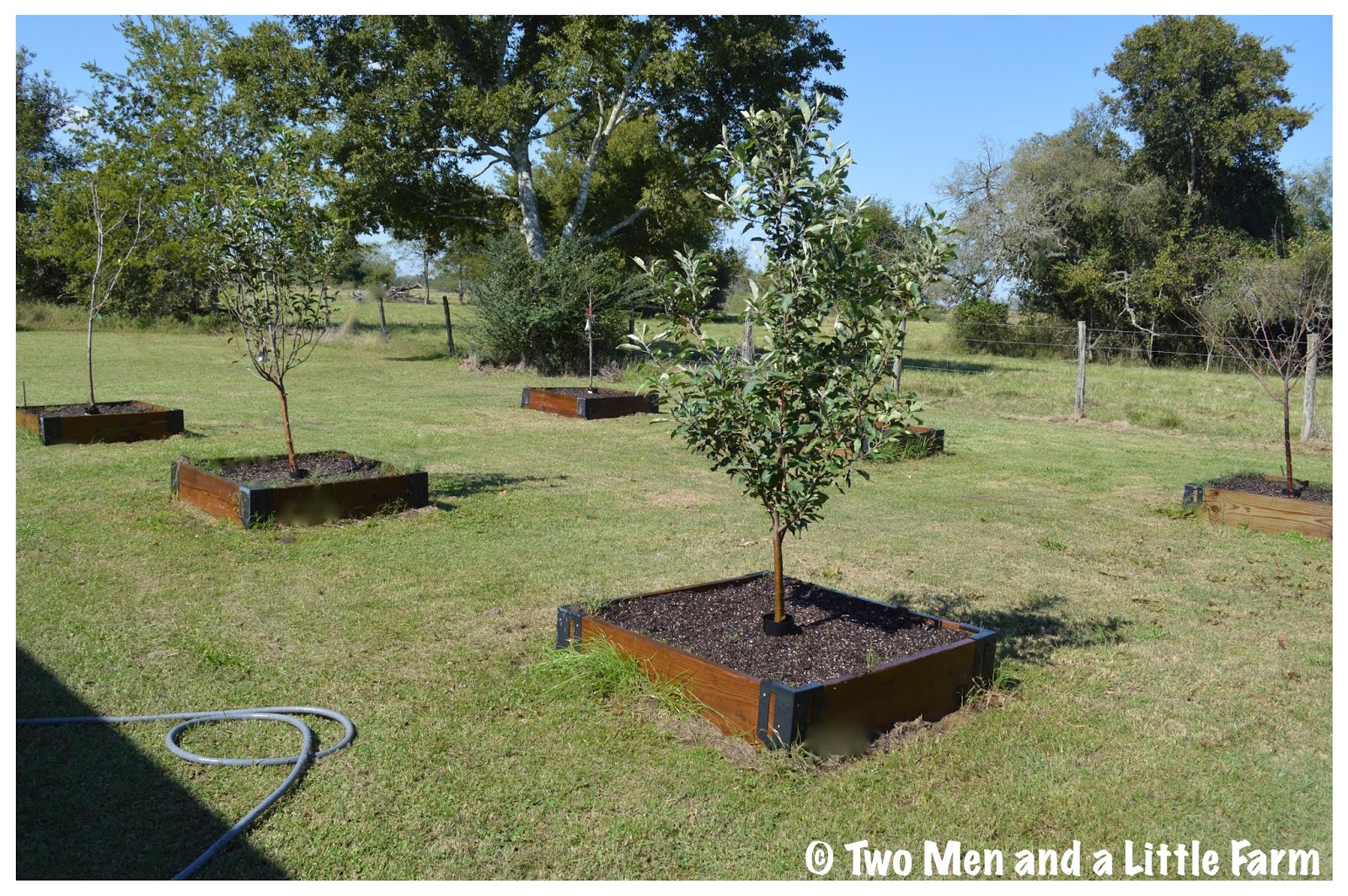 Two Men and a Little Farm FRUIT TREE RAISED BEDS WITH TRUNK PROTECTION