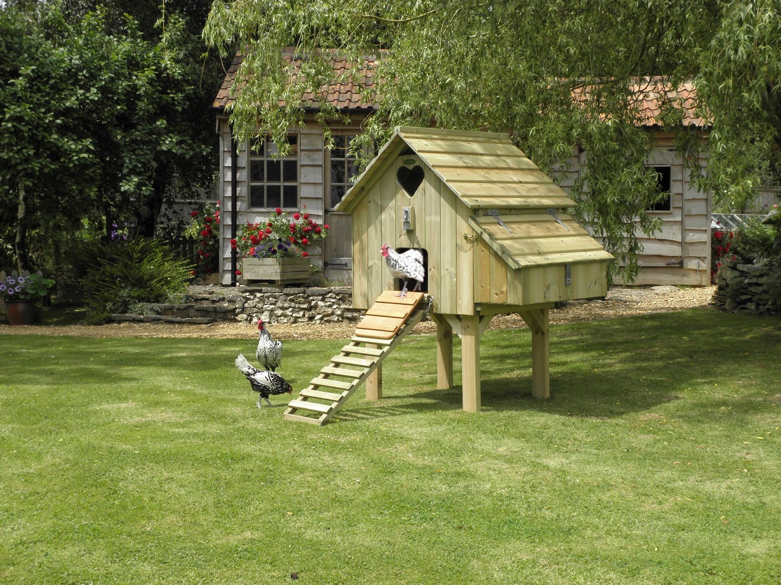 Flyte So Fancy What Do I Need to Care for ExBattery Hens?