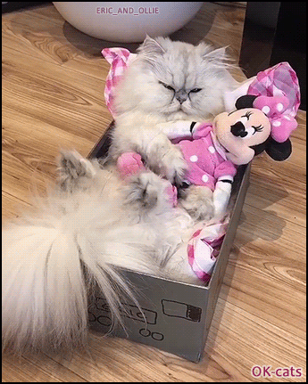 Cute Cat GIF • Cool cat napping in his small box hugging Minnie his new girlfriend Cute Cat GIF • Cool cat napping in his small box hugging Minnie his new girlfriend