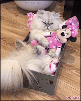 Cute Cat GIF • Cool cat napping in his small box hugging Minnie his new girlfriend